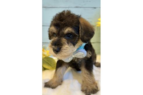販売中の埼玉県のミックス犬-393260の3枚目