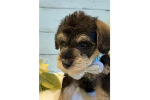 販売中の埼玉県のミックス犬-393260の2枚目