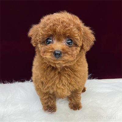 販売中の神奈川県のティーカッププードル-393264