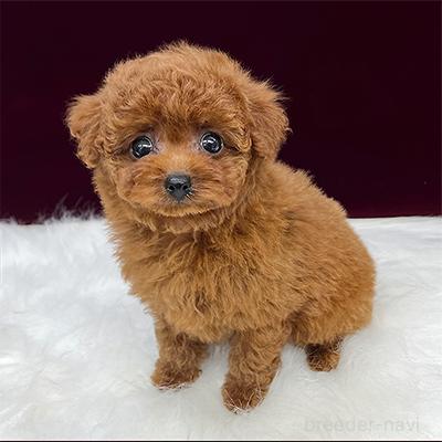 販売中の神奈川県のティーカッププードル-393264の4枚目