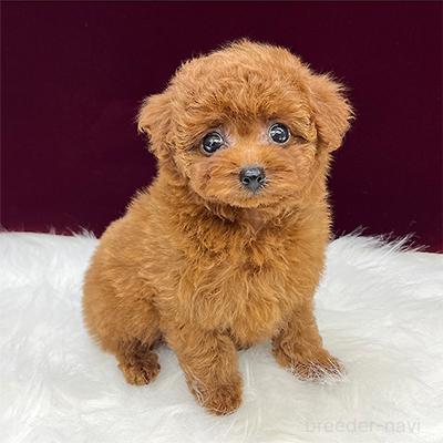 販売中の神奈川県のティーカッププードル-393264の3枚目