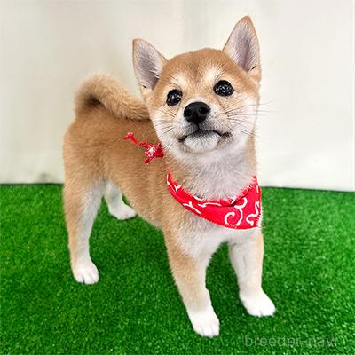 オンライン見学