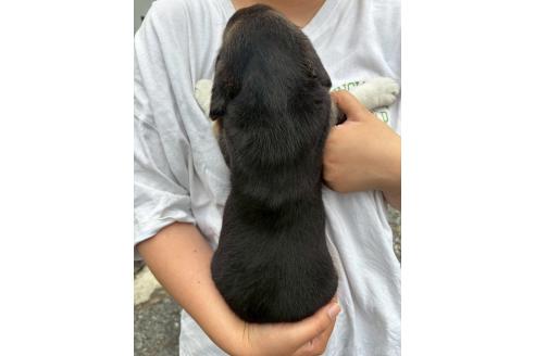 販売中の栃木県のビーグル-393266の4枚目