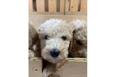 販売中の愛知県のスタンダードプードル-387942