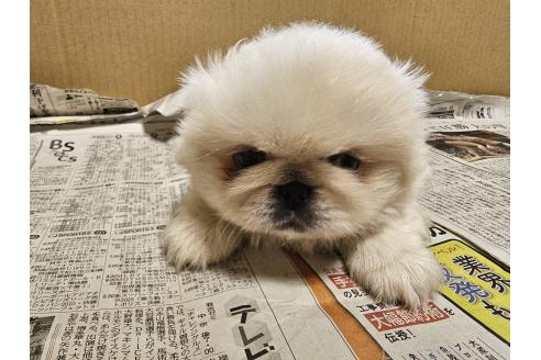 販売中の愛知県のペキニーズ-393269の5枚目