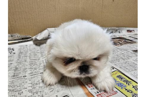 販売中の愛知県のペキニーズ-393269の4枚目