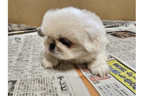 販売中の愛知県のペキニーズ-393269の3枚目