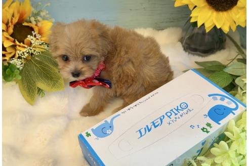販売中の埼玉県のマルプー:マルチーズ×トイプードル-393273の8枚目