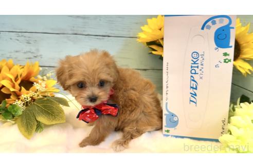 販売中の埼玉県のマルプー:マルチーズ×トイプードル-393273の7枚目