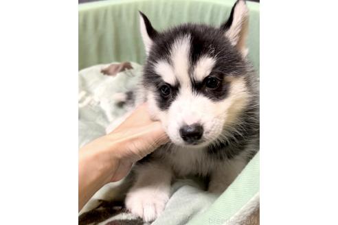 販売中の奈良県のシベリアンハスキー-393276の8枚目
