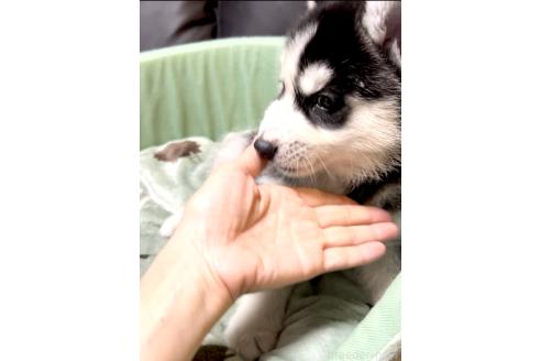 販売中の奈良県のシベリアンハスキー-393276の4枚目