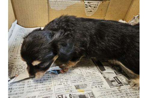 販売中の愛知県のチワックス:チワワ×ミニチュアダックスフンド-393279の4枚目