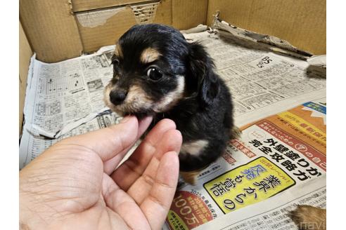 販売中の愛知県のチワックス:チワワ×ミニチュアダックスフンド-393279の2枚目