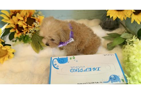 販売中の埼玉県のマルプー:マルチーズ×トイプードル-393281の5枚目