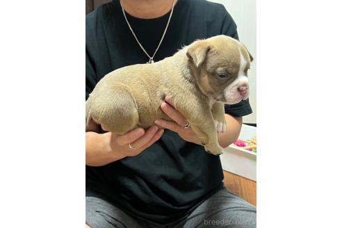 販売中の大阪府のエキゾチックブリー-393286の2枚目