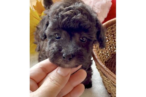 販売中の静岡県のタイニープードル-393294の6枚目