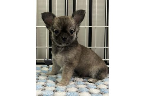 販売中の愛知県のチワワ(ロングコート)-390417