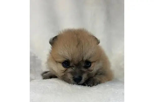 販売中の山口県のポメラニアン-393295