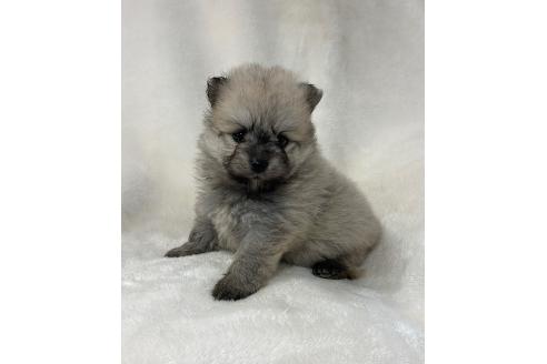 販売中の山口県のポメラニアン-393296の4枚目
