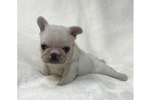 販売中の山口県のフレンチブルドッグ-393298の5枚目