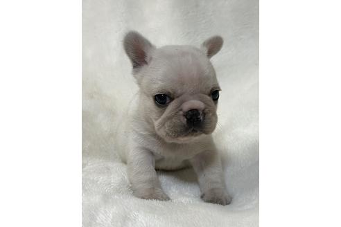 販売中の山口県のフレンチブルドッグ-393298の3枚目