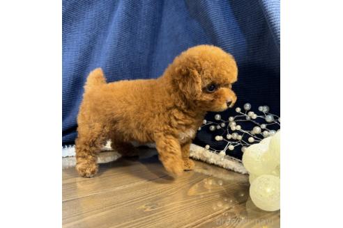 販売中の茨城県のトイプードル-393304の4枚目