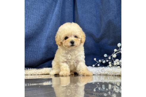 販売中の茨城県のトイプードル-393306の2枚目