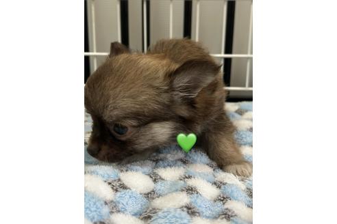 商談中の愛知県のチワワ(ロングコート)-390420の5枚目