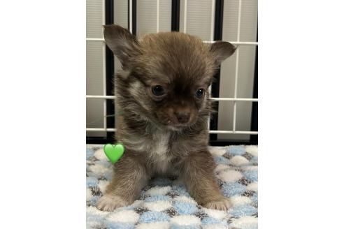 販売中の愛知県のチワワ(ロングコート)-390420