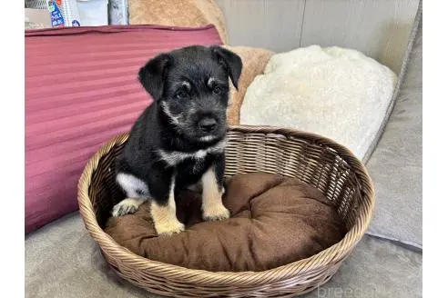 販売中の福岡県のミックス犬-393319の8枚目