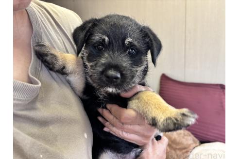 販売中の福岡県のミックス犬-393319の7枚目