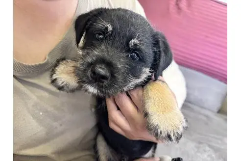 販売中の福岡県のミックス犬-393319の6枚目