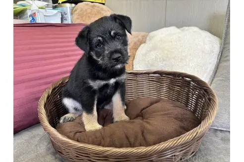 販売中の福岡県のミックス犬-393319の5枚目
