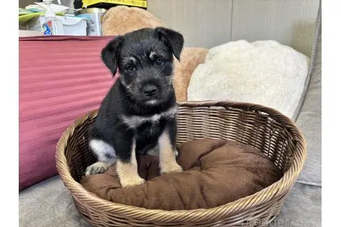 販売中の福岡県のミックス犬-393319の4枚目