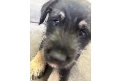 販売中の福岡県のミックス犬-393319の2枚目
