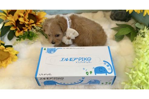 販売中の埼玉県のマルプー:マルチーズ×トイプードル-393320の15枚目