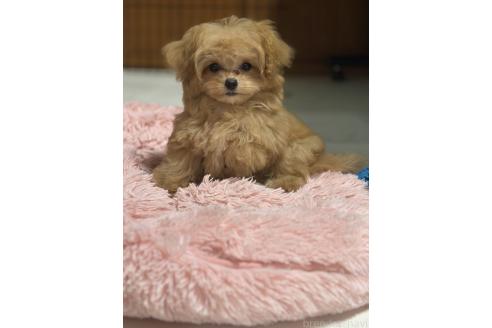 販売中の茨城県のミックス犬-388774の4枚目