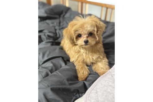 販売中の茨城県のミックス犬-388774の1枚目