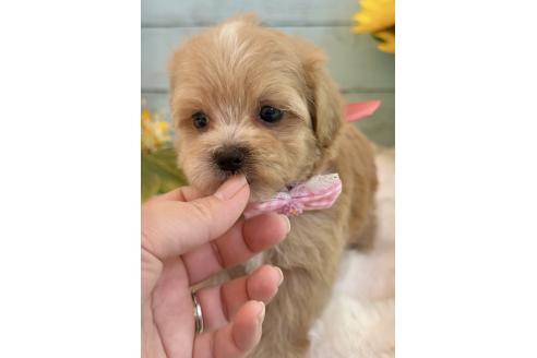 販売中の埼玉県のマルプー:マルチーズ×トイプードル-393322の9枚目