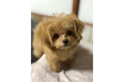 販売中の茨城県のミックス犬-388774の3枚目