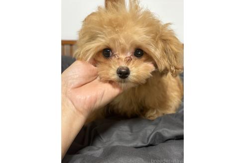 販売中の茨城県のミックス犬-388774の2枚目