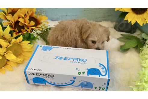 販売中の埼玉県のマルプー:マルチーズ×トイプードル-393326の6枚目