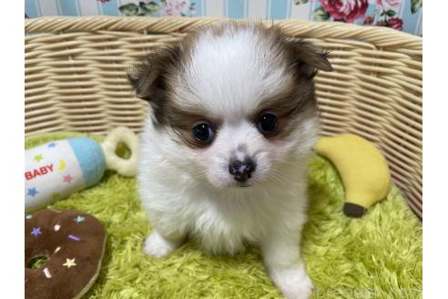 販売中の秋田県のポメチワ:ポメラニアン×チワワ-393355の10枚目