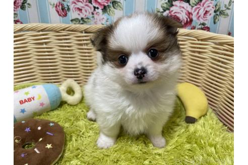 販売中の秋田県のポメチワ:ポメラニアン×チワワ-393355の9枚目