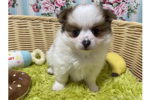 販売中の秋田県のポメチワ:ポメラニアン×チワワ-393355の8枚目