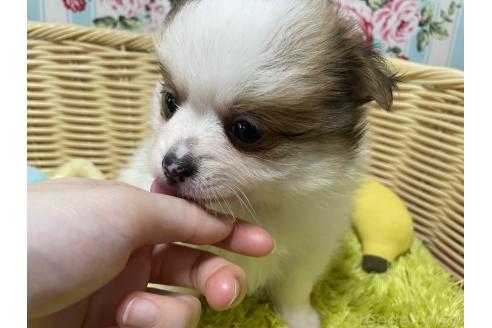 販売中の秋田県のポメチワ:ポメラニアン×チワワ-393355の6枚目