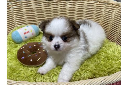 販売中の秋田県のポメチワ:ポメラニアン×チワワ-393355の5枚目