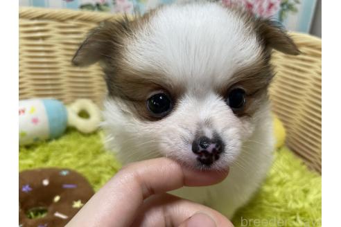 販売中の秋田県のポメチワ:ポメラニアン×チワワ-393355の3枚目