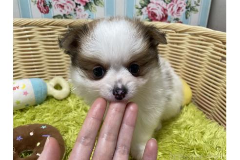 販売中の秋田県のポメチワ:ポメラニアン×チワワ-393355の2枚目