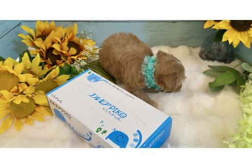 販売中の埼玉県のマルプー:マルチーズ×トイプードル-393340の3枚目